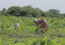 Haween ku nool Jowhar oo noloshooda ka maareeya Iibinta Cowska.